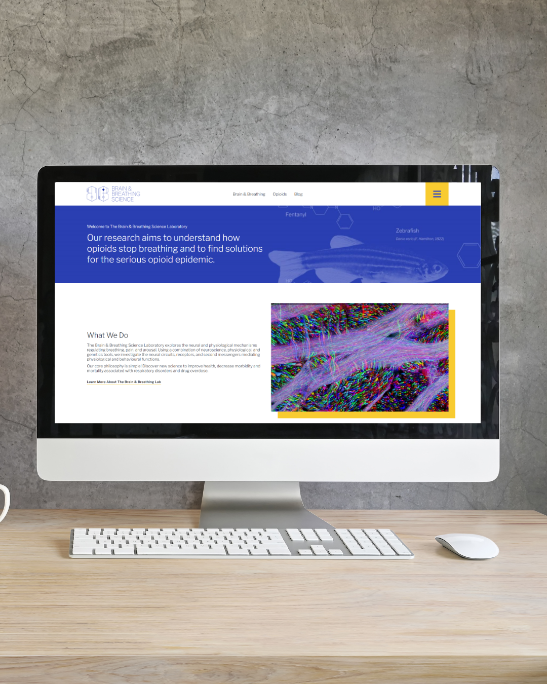 Brain & Breathing Science Project Image